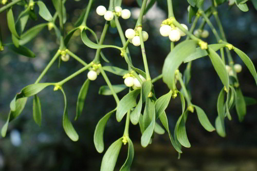 Омелотерапия