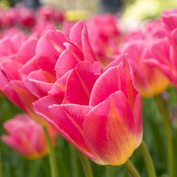 Весенняя акция для женщин